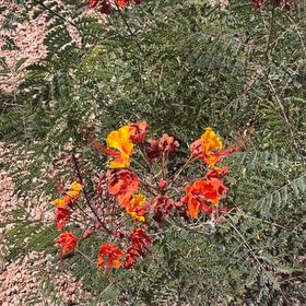 Photo of the plant species Dwarf Poinciana by @YeahBlueiris69 named Cleopatra on Greg, the plant care app