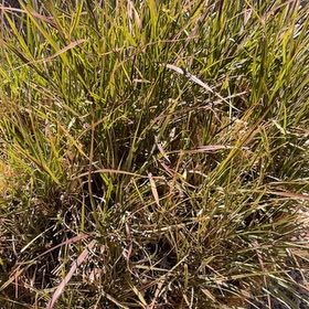 Photo of the plant species Slender Club-Rush by @YeahBlueiris69 named Mochi on Greg, the plant care app