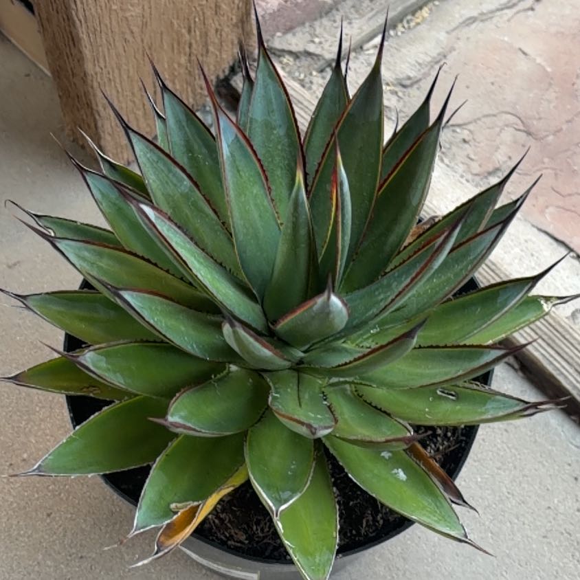 Photo of the plant species Agave Blue Glow by @YeahBlueiris69 named Zeus on Greg, the plant care app