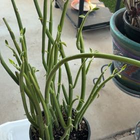 Photo of the plant species Tall Slipper Plant by @YeahBlueiris69 named Hamilton on Greg, the plant care app