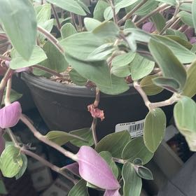 Photo of the plant species Baby Bunny Bellies by @MightyRose41 named Madonna on Greg, the plant care app