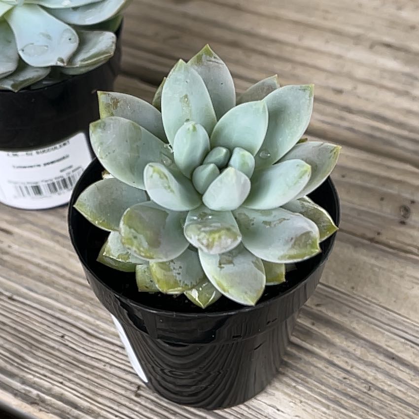 Photo of the plant species Sedeveria 'Lilac Mist' by @IdealWaxivy81 named Michelle Branch on Greg, the plant care app