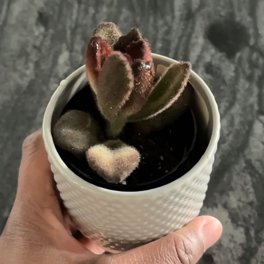 Photo of the plant species Teddy Bear Panda Plant by @HotPeanut69 named Leonardo on Greg, the plant care app