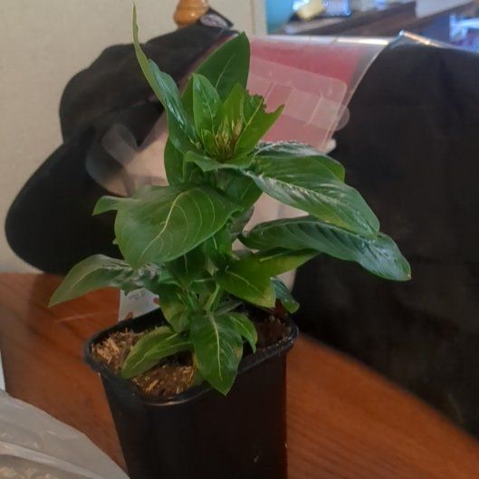 Photo of the plant species Vinca by @EternalBookaloe named Coco on Greg, the plant care app