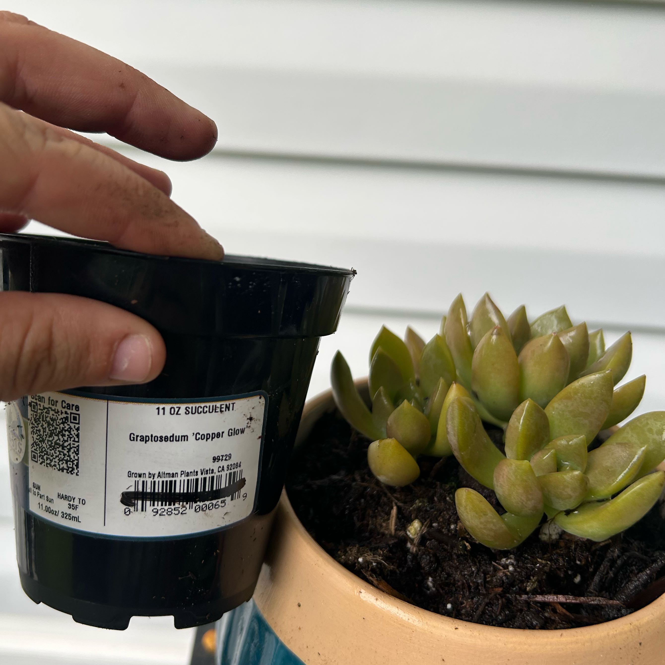 Photo of the plant species Graptosedum 'Copper Glow' by @MaximalMystax45 named Robert Plant on Greg, the plant care app