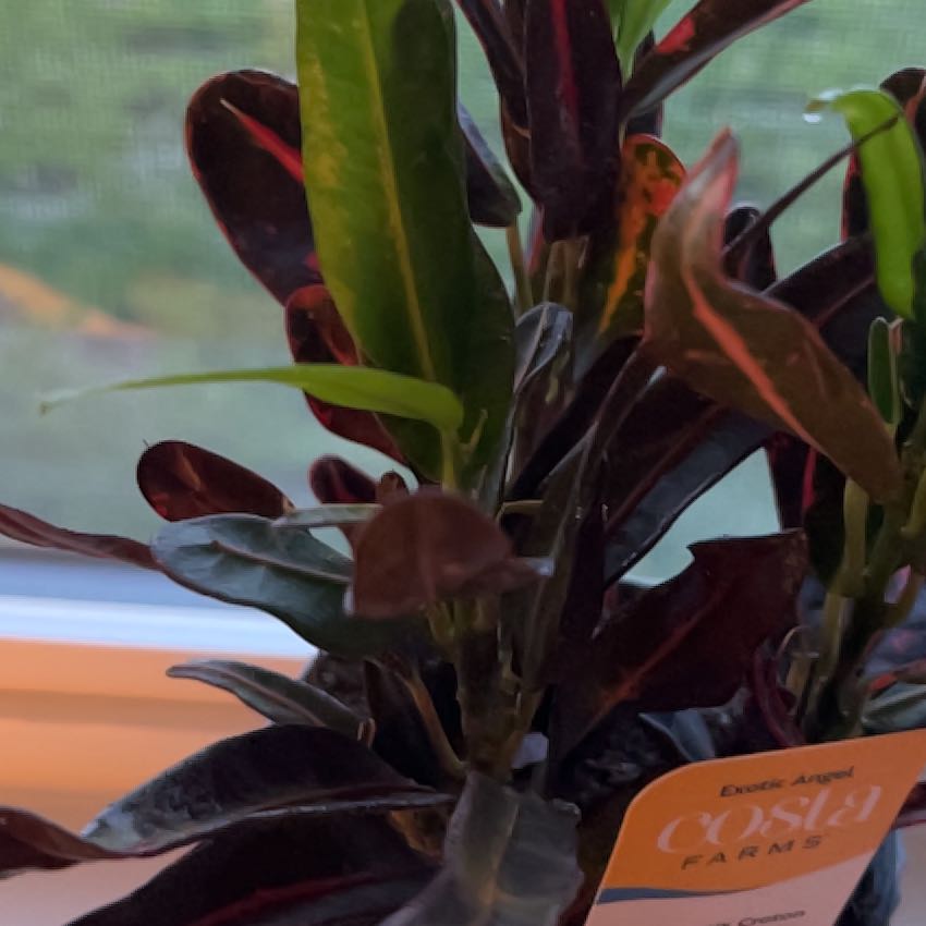 Photo of the plant species Luna Batik Croton by @BigWildpapaya65 named Taylor Swift on Greg, the plant care app