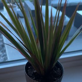 Photo of the plant species Dragon Tree by @BigWildpapaya65 named Sol on Greg, the plant care app