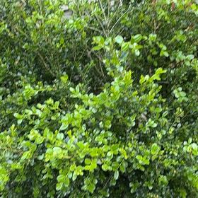 Photo of the plant species Box-Leaved Holly by @SubtleLippia30 named Marilyn on Greg, the plant care app