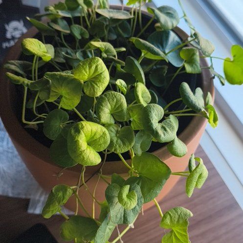Photo of the plant species Dichondra Repens by @KeyOakfern77 named Athena on Greg, the plant care app