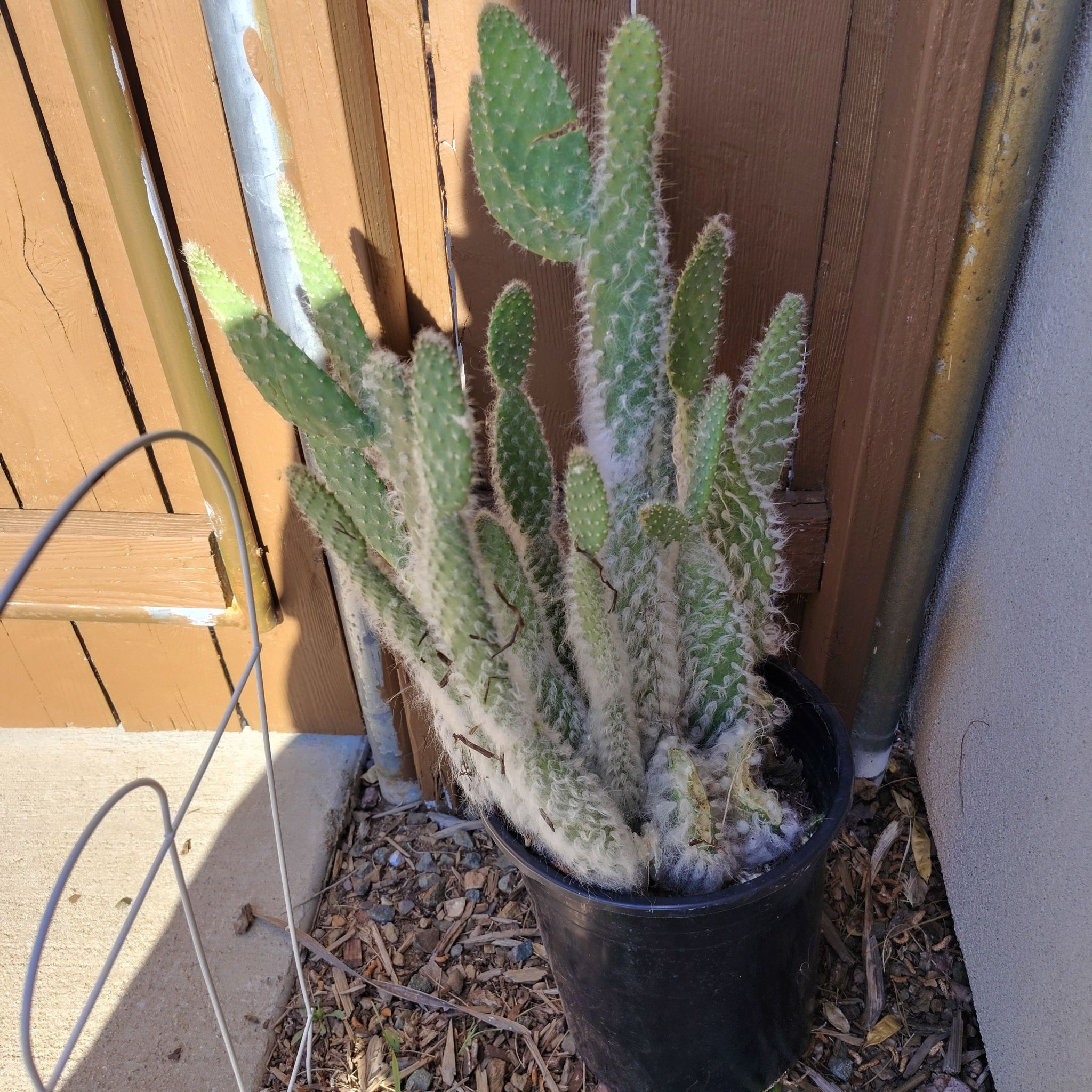 Photo of the plant species Prickly pear snow by @TopChickpea81 named Wooly pads on Greg, the plant care app