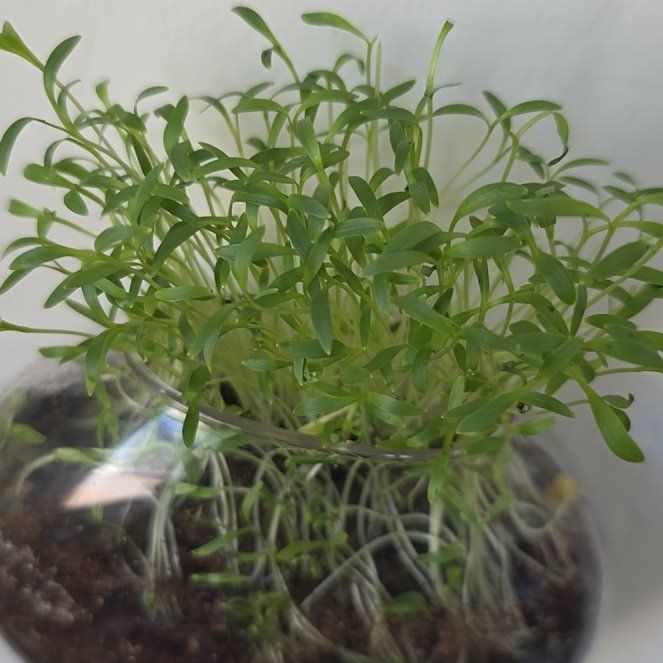 Photo of the plant species cilantro by @PiousFrogbit42 named Rihanna on Greg, the plant care app