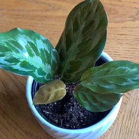Photo of the plant species Calathea Helen Kennedy by @BestMatgrass22 named Morgan Treeman on Greg, the plant care app