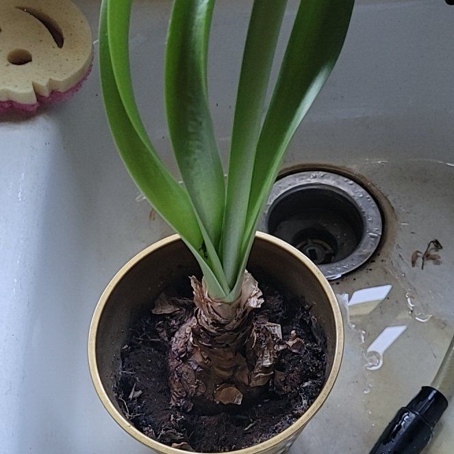 Photo of the plant species Amaryllis by @VibrantWeed31 named Harmony on Greg, the plant care app