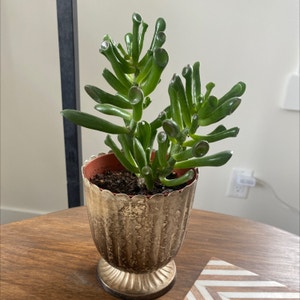 Finger Jade plant photo by @mconst named Nemo on Greg, the plant care app.