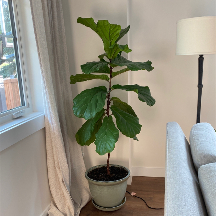 Fiddle Leaf Fig plant photo by @mconst named John Bunyan on Greg, the plant care app.