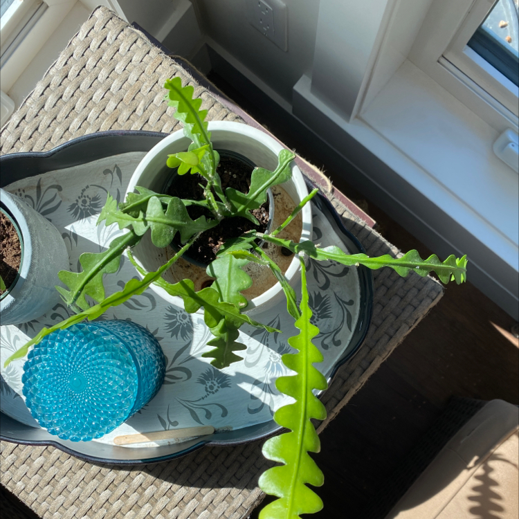 Fishbone Cactus plant photo by @mconst named Dory on Greg, the plant care app.