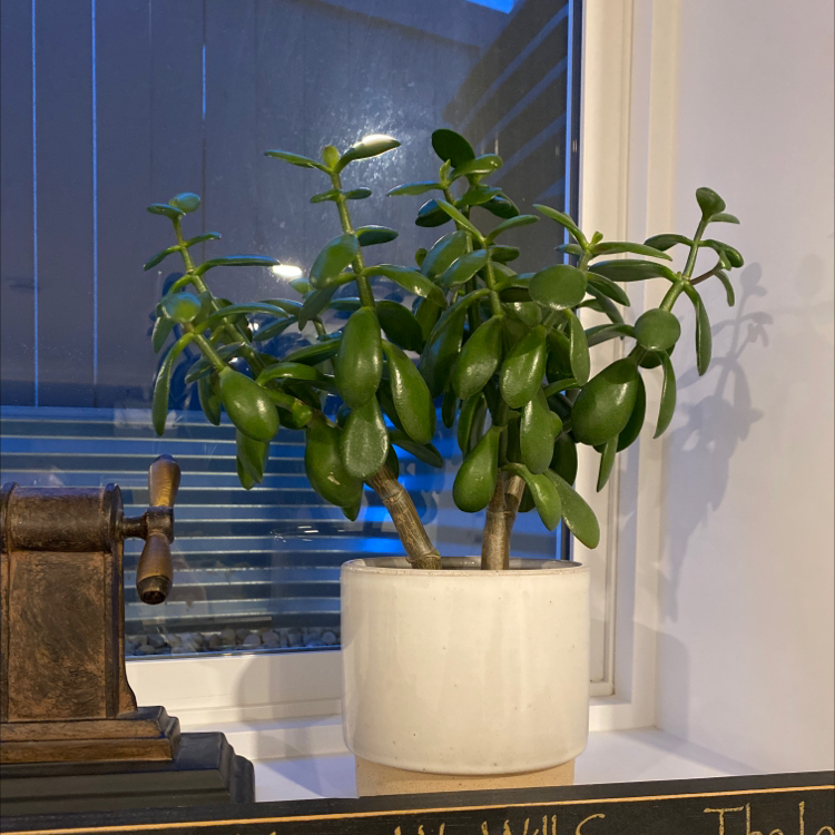 Lucky Plant plant photo by @mconst named The OG on Greg, the plant care app.