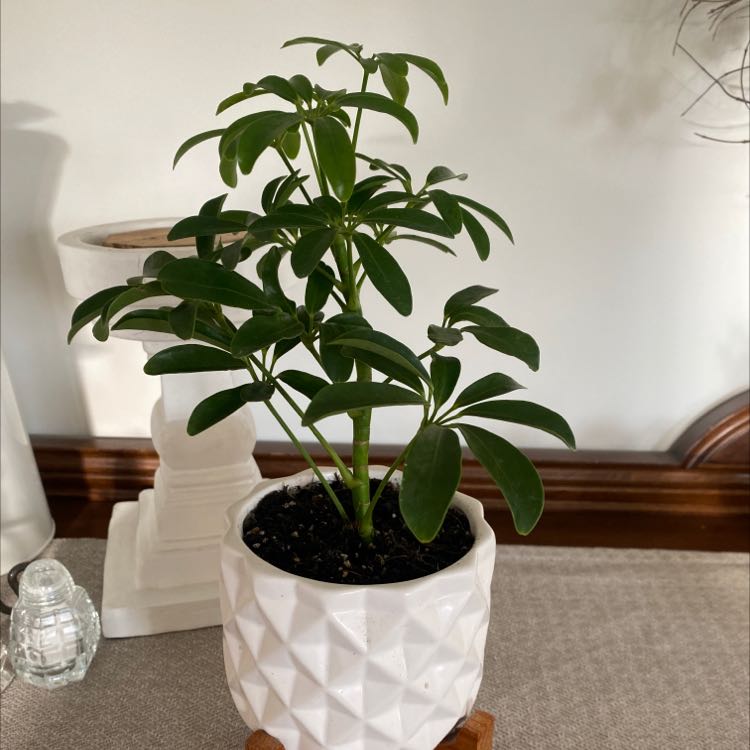 Photo of the plant species Dwarf Umbrella Tree by @mconst named Carolyn on Greg, the plant care app