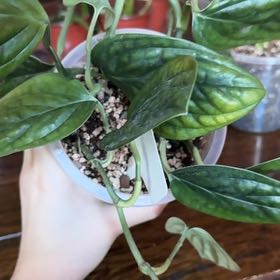 Photo of the plant species Monstera Peru by @SoaringWoreya97 named star on Greg, the plant care app