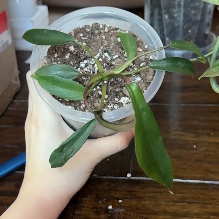 Photo of the plant species Philodendron x joepii by @SoaringWoreya97 named joplin on Greg, the plant care app