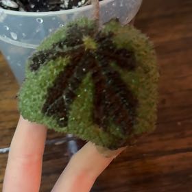 Photo of the plant species Iron Cross Begonia by @SoaringWoreya97 named lily on Greg, the plant care app
