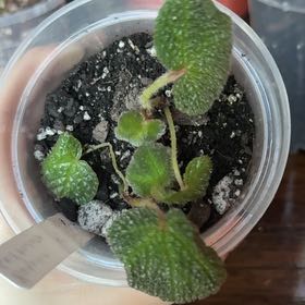 Photo of the plant species Sun-Changing Begonia by @SoaringWoreya97 named vera on Greg, the plant care app