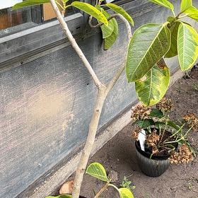 Photo of the plant species Florida Strangler Fig by @VocalRedbeech52 named Athena on Greg, the plant care app