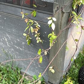 Photo of the plant species Carolina Jessamine by @VocalRedbeech52 named McKinley on Greg, the plant care app