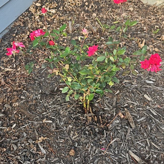 Photo of the plant species Knock Out Roses by @UberLukasikii48 named Maren on Greg, the plant care app