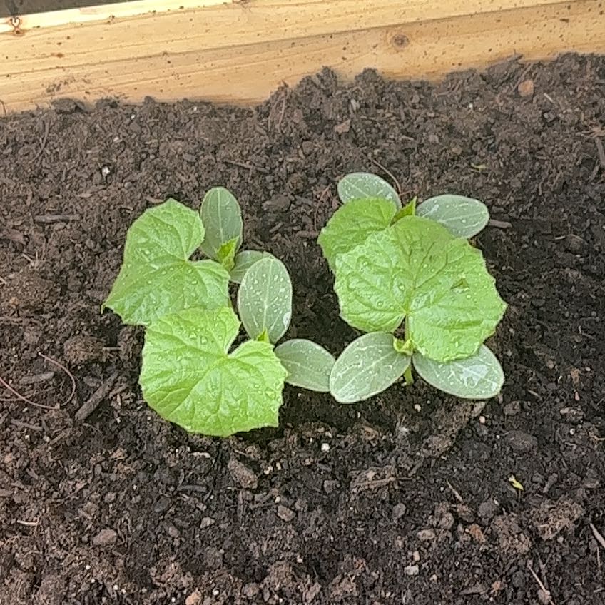 Photo of the plant species Cucumber by @MaturingMoss12 named Sanders on Greg, the plant care app