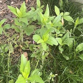 Photo of the plant species Wild Petunia by @MaturingMoss12 named Sol on Greg, the plant care app