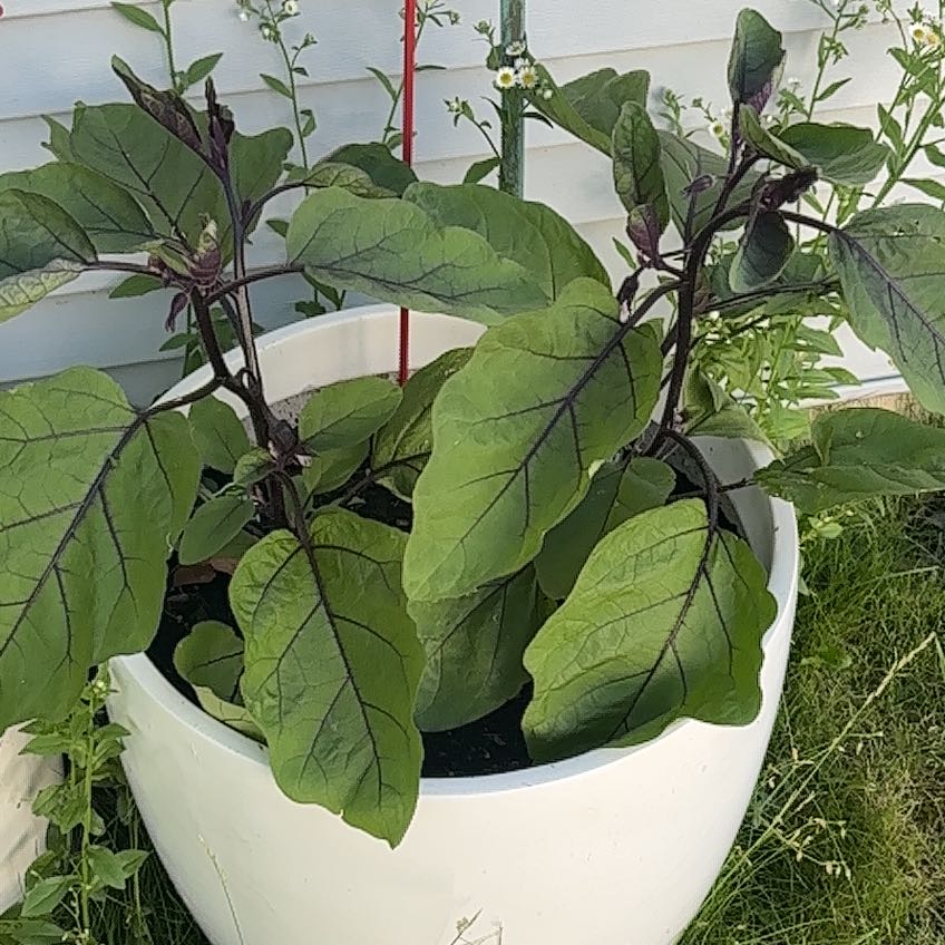 Photo of the plant species Eggplant by @MaturingMoss12 named Nithin on Greg, the plant care app