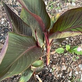 Photo of the plant species Tropicanna Canna Lily by @SportDaffodil21 named Rosa on Greg, the plant care app