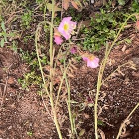 Photo of the plant species Showy Pink Evening Primrose by @SportDaffodil21 named Daphne on Greg, the plant care app