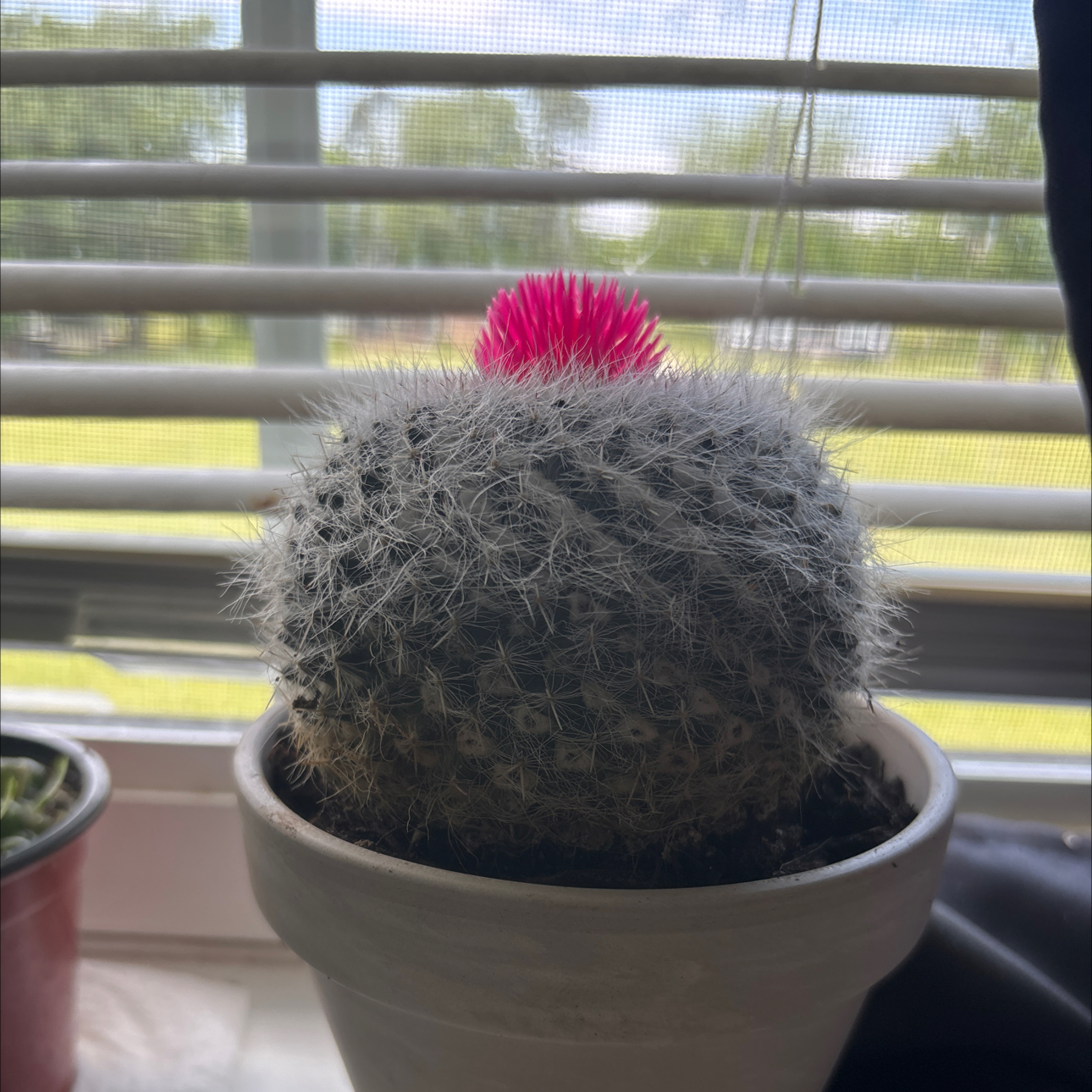 Photo of the plant species Button Cactus by @SportDaffodil21 named Luna on Greg, the plant care app