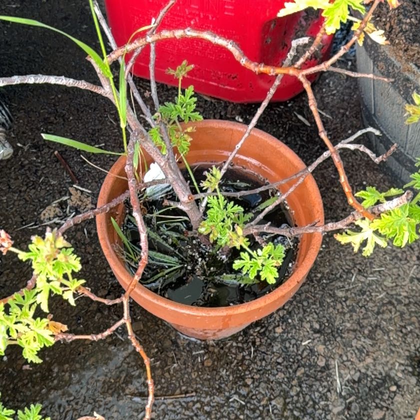 Photo of the plant species Citronella (anti-mosquito plant) by @LucidBluehaze50 named Ray on Greg, the plant care app
