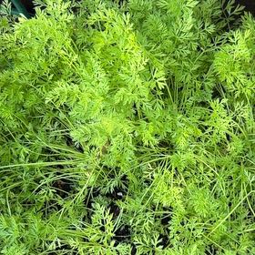 Photo of the plant species Wild Carrot by @LucidBluehaze50 named Sir Crunch on Greg, the plant care app