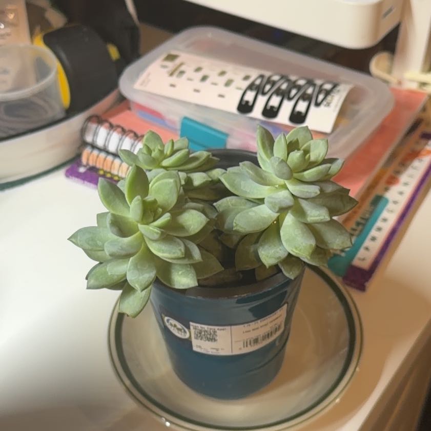 Photo of the plant species Sedeveria 'Lilac Mist' by @VibrantTaraire2 named Bella on Greg, the plant care app