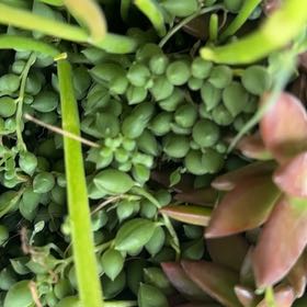 Photo of the plant species Creeping Coprosma by @CleanRedfir29 named Huckleberry Fern on Greg, the plant care app