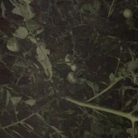 Photo of the plant species Curled Pondweed by @SharpOakfern93 named Sherlock on Greg, the plant care app
