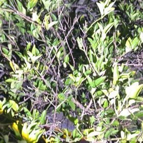 Photo of the plant species Wire Nettingbush by @SharpOakfern93 named Rihanna on Greg, the plant care app