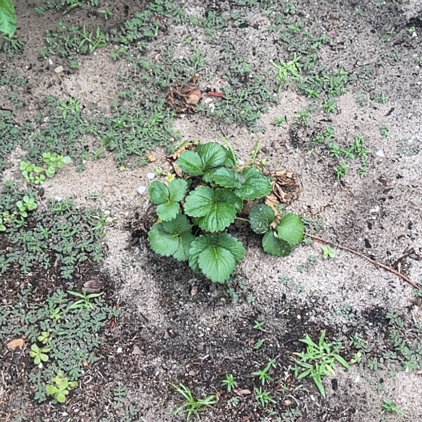 Photo of the plant species Beach Strawberry by @SharpOakfern93 named Figyonce on Greg, the plant care app