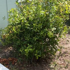 Photo of the plant species Chinese Barberry by @SharpOakfern93 named Dolores on Greg, the plant care app