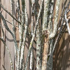 Photo of the plant species Persian Lilac by @SharpOakfern93 named Einstein on Greg, the plant care app
