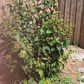 Photo of the plant species Lipsticktree by @SharpOakfern93 named Luna on Greg, the plant care app