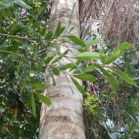 Photo of the plant species Florida Strangler Fig by @SharpOakfern93 named Lola on Greg, the plant care app