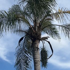 Photo of the plant species Queen Palm by @SharpOakfern93 named Gregarious on Greg, the plant care app