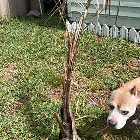 Photo of the plant species New Zealand Flax by @SharpOakfern93 named Denali on Greg, the plant care app