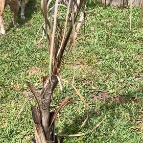 Photo of the plant species Sugar Cane by @SharpOakfern93 named Harry on Greg, the plant care app