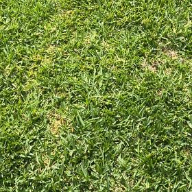 Photo of the plant species Kikuyugrass by @SharpOakfern93 named Aria on Greg, the plant care app